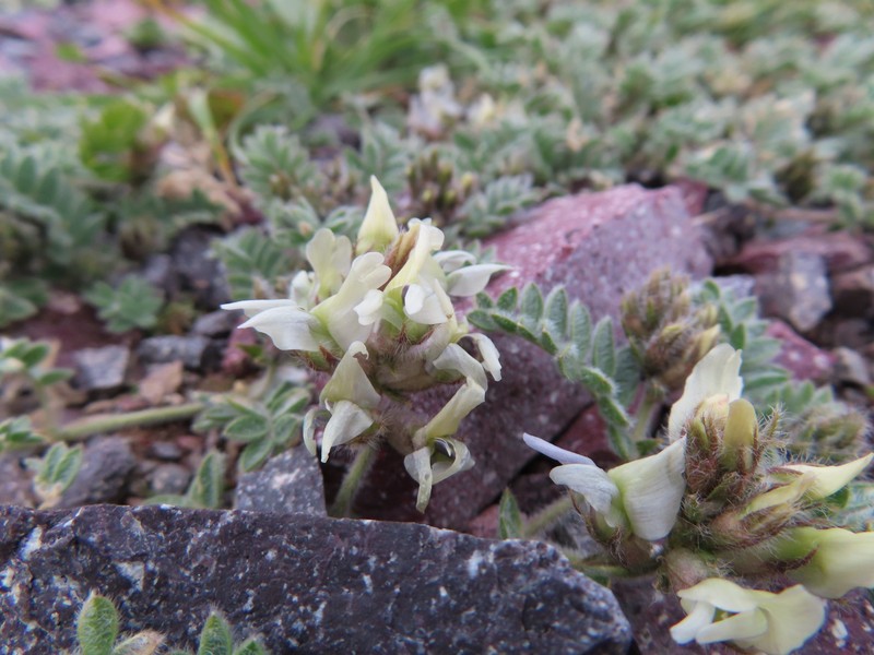 Oxytropis brachycarpa photo 6
