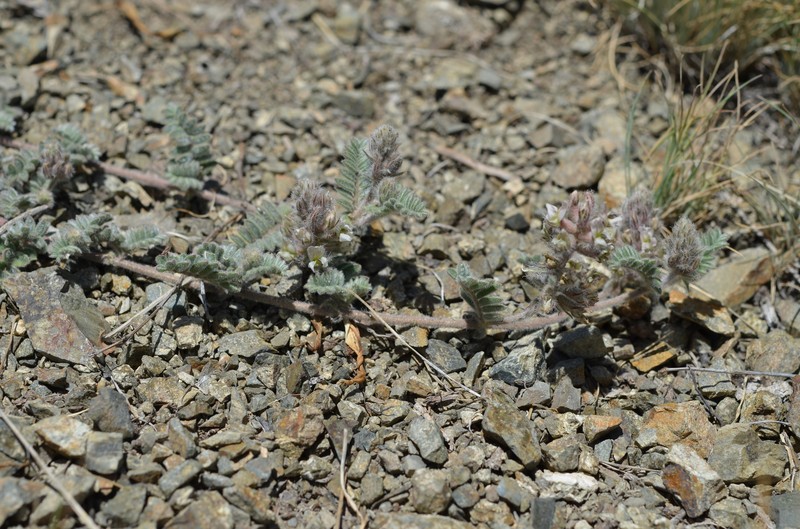 Oxytropis brachycarpa photo 8