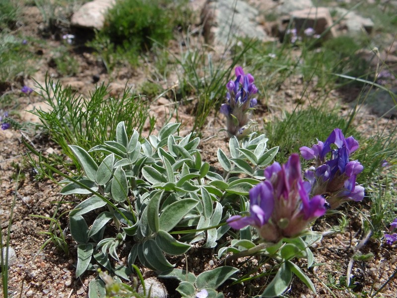Oxytropis bracteata photo 2