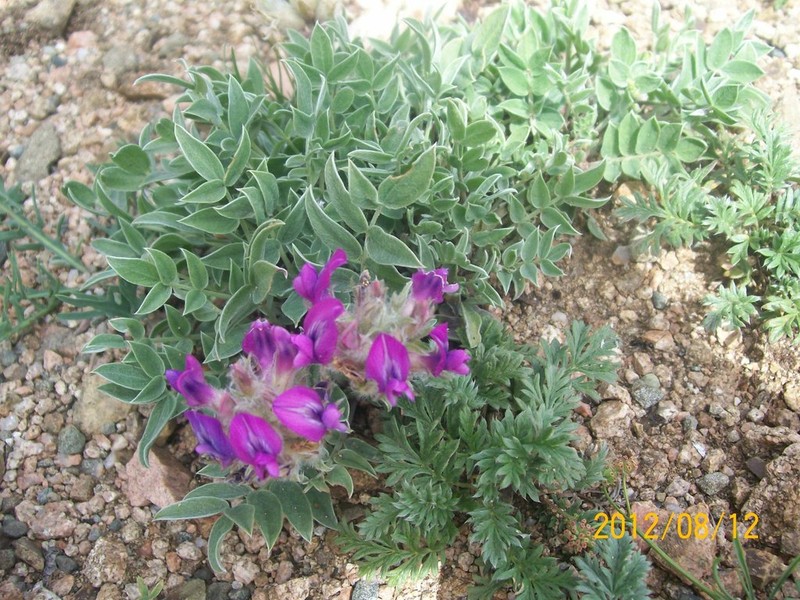 Oxytropis bracteata photo 3