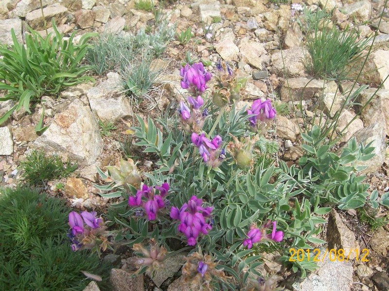 Oxytropis bracteata photo 4