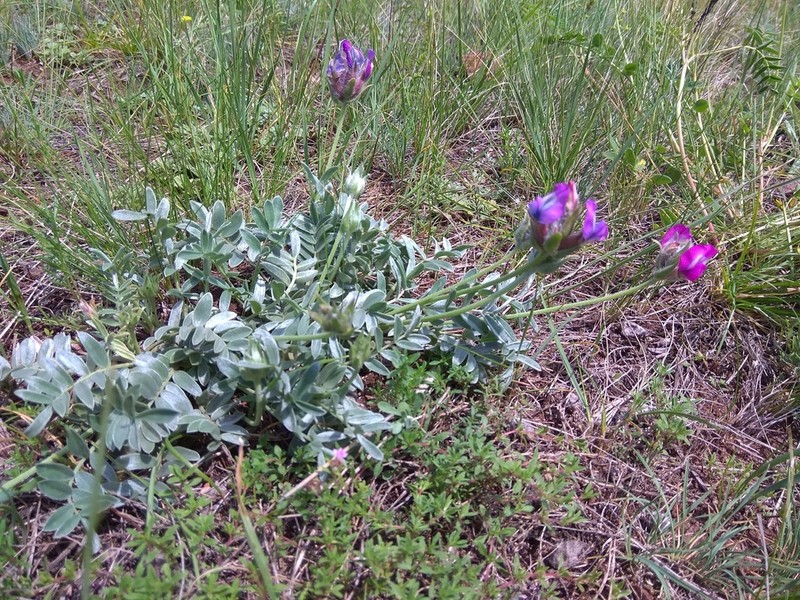 Oxytropis bracteata photo 5