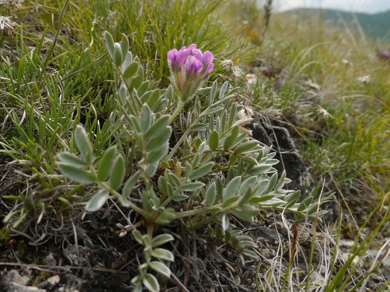 Oxytropis bracteata photo 6