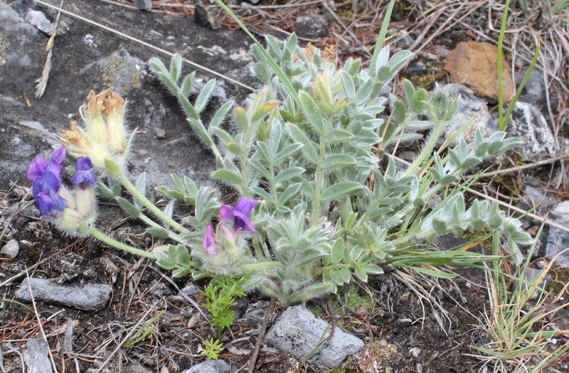 Oxytropis bracteata photo 7