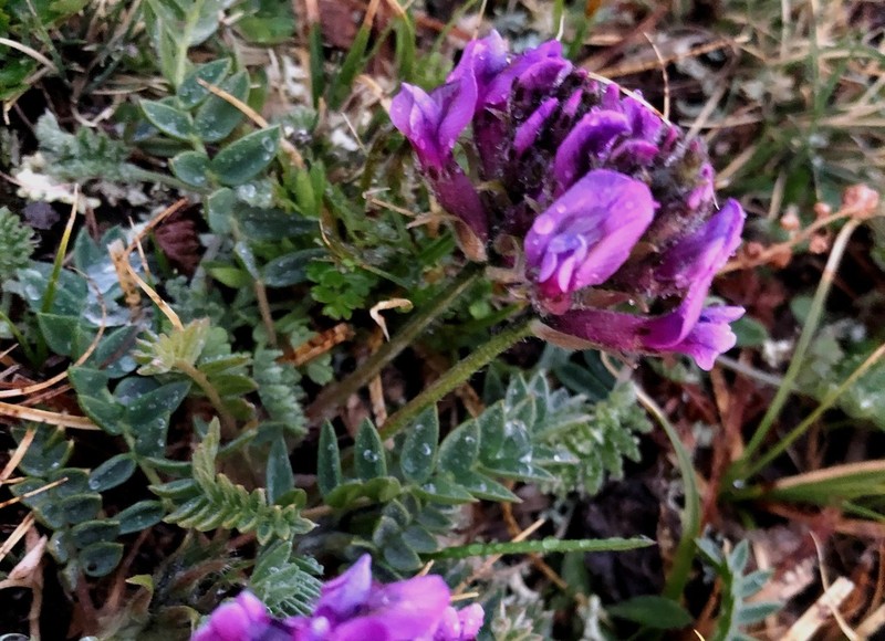 Oxytropis bracteata photo 8
