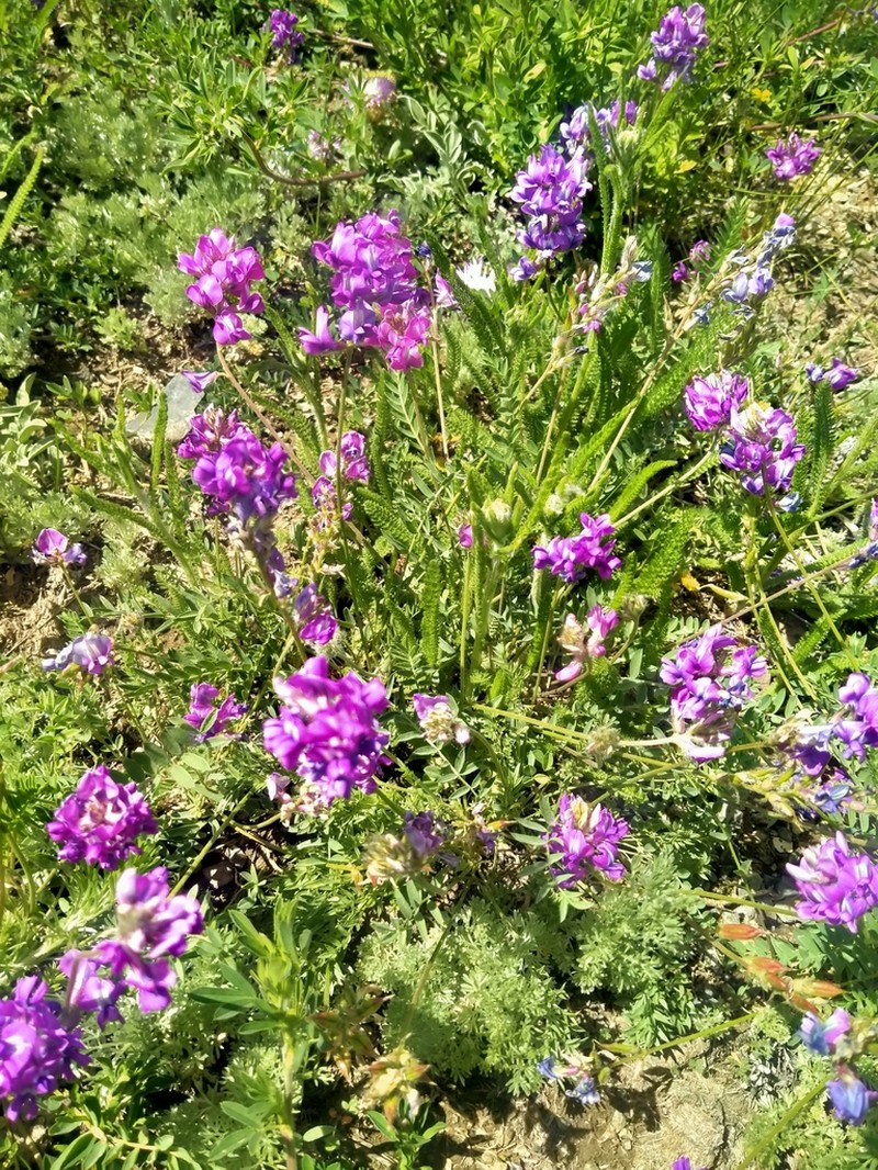 Oxytropis brevicaulis