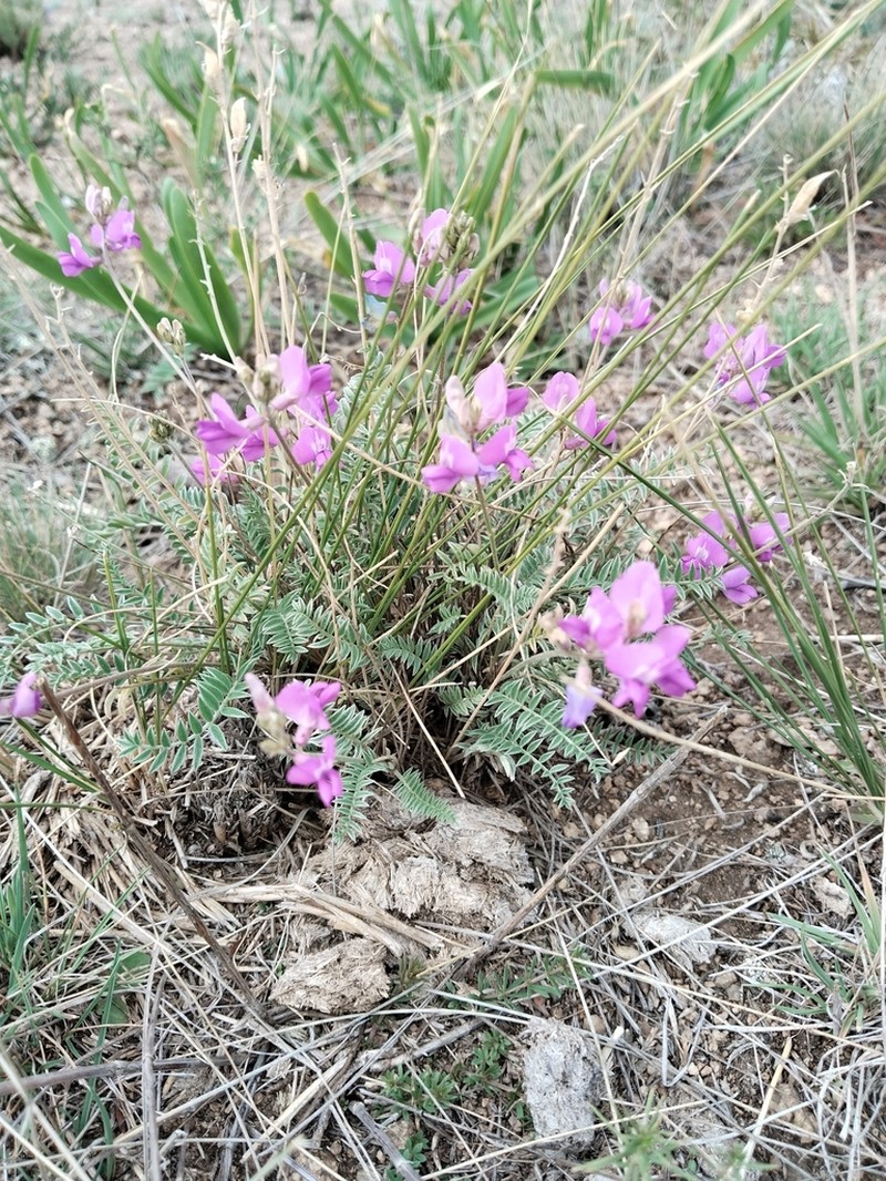 Oxytropis brevicaulis photo 2