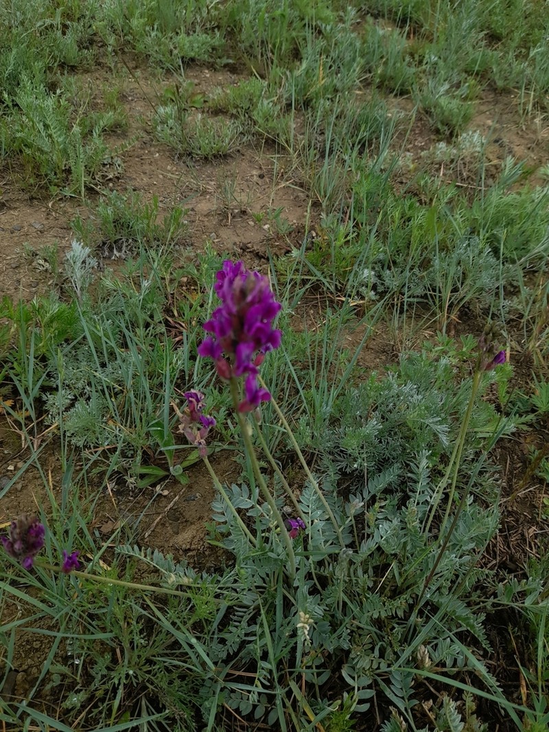 Oxytropis brevicaulis photo 3