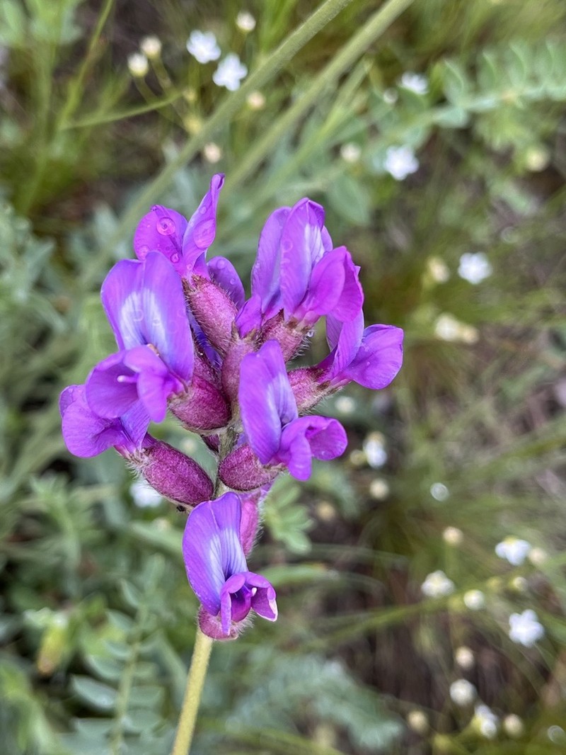 Oxytropis brevicaulis photo 4