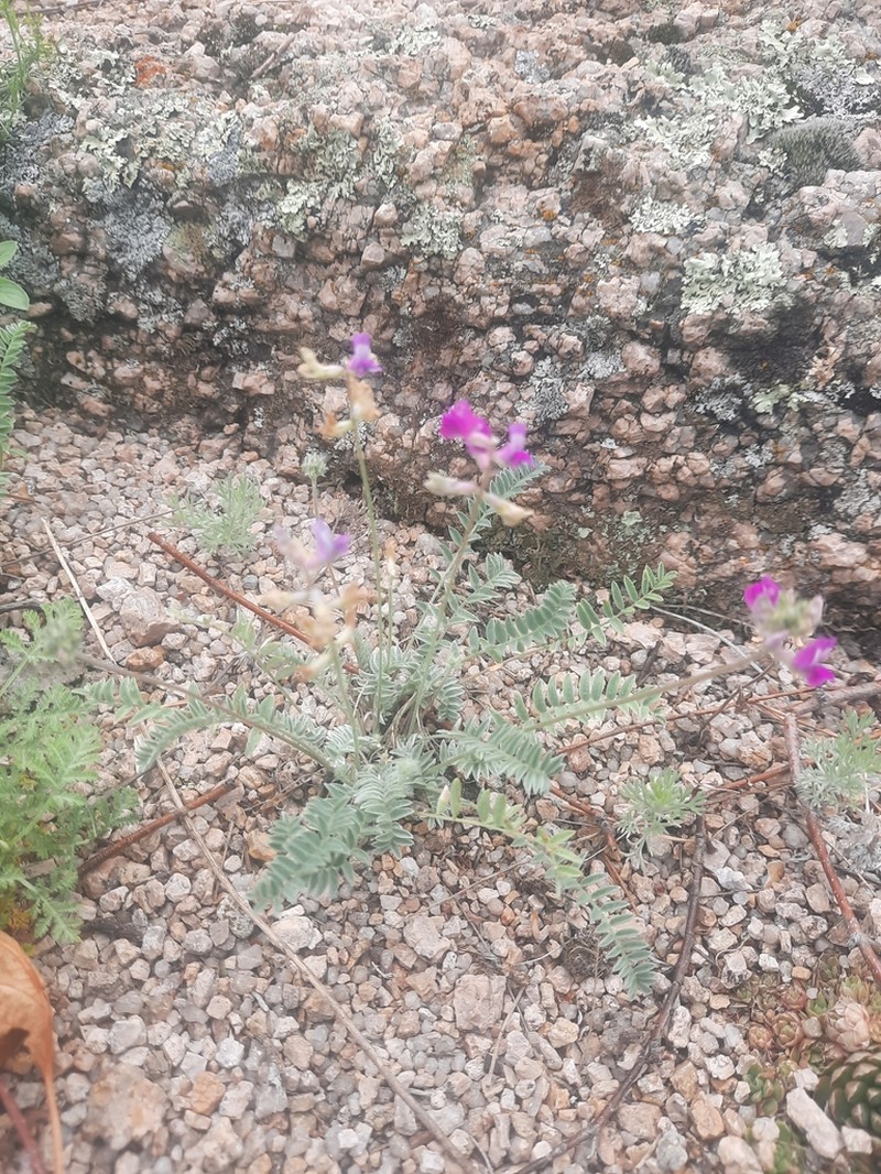 Oxytropis brevicaulis photo 5