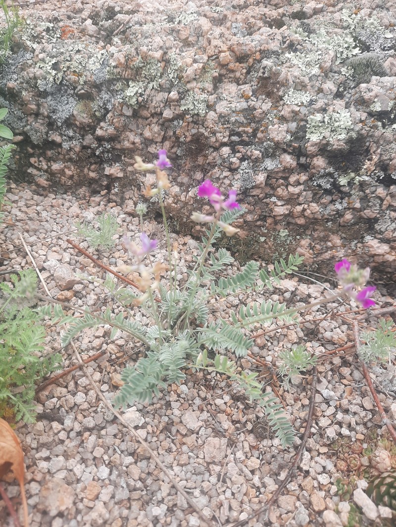 Oxytropis brevicaulis photo 6