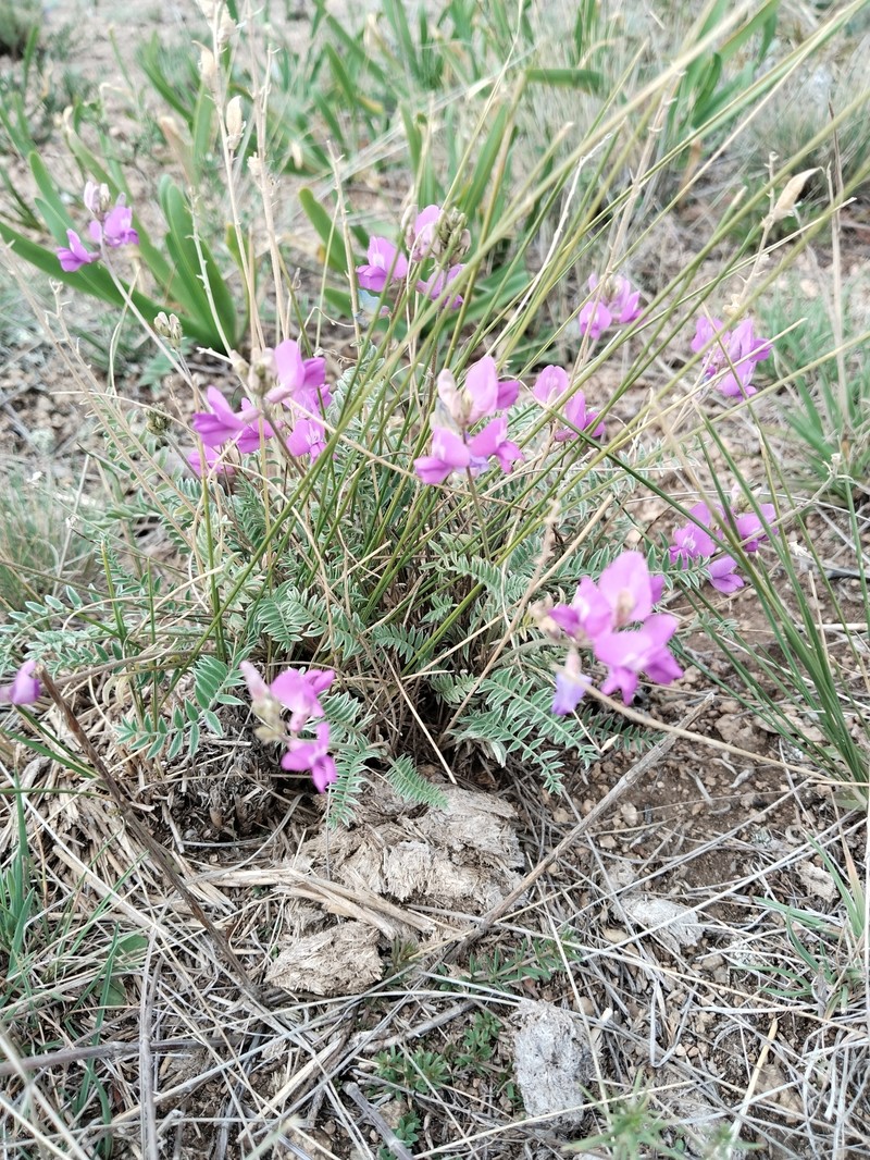 Oxytropis brevicaulis photo 7