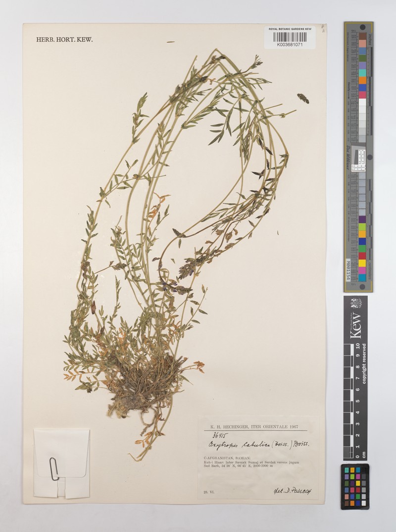 Oxytropis cabulica