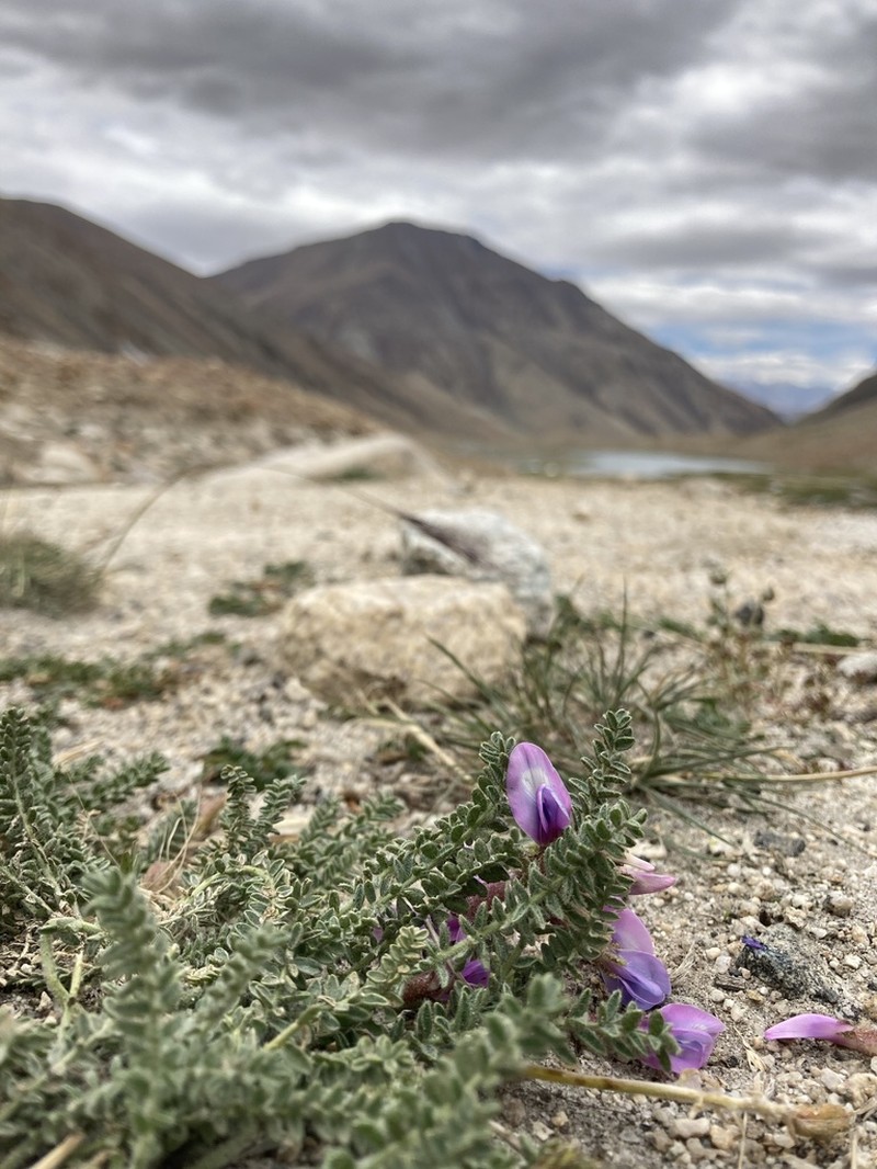 Oxytropis cachemiriana