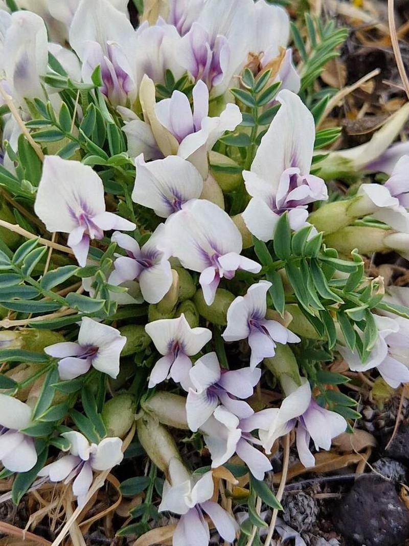 Oxytropis caespitosa