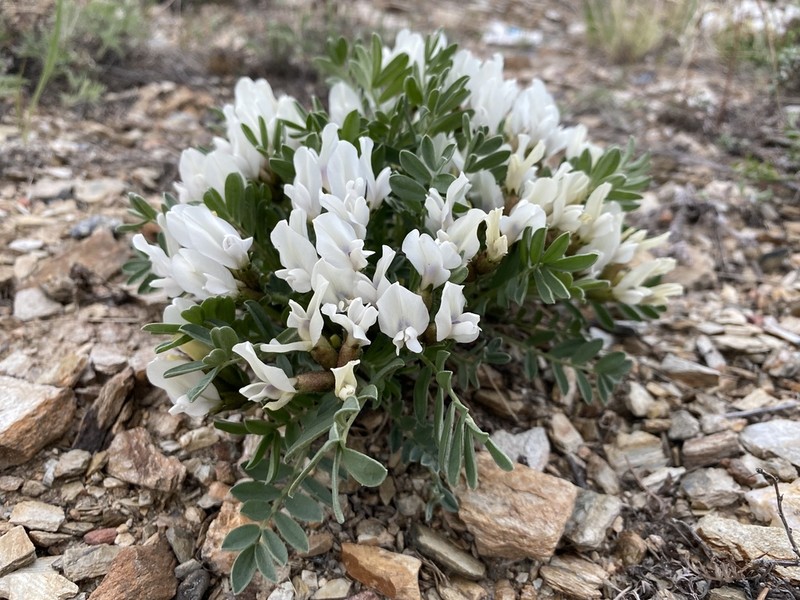 Oxytropis caespitosa photo 2