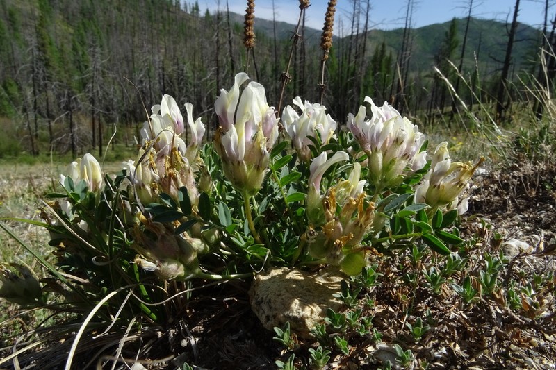 Oxytropis caespitosa photo 4