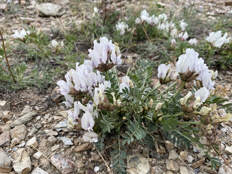 Oxytropis caespitosa photo 5