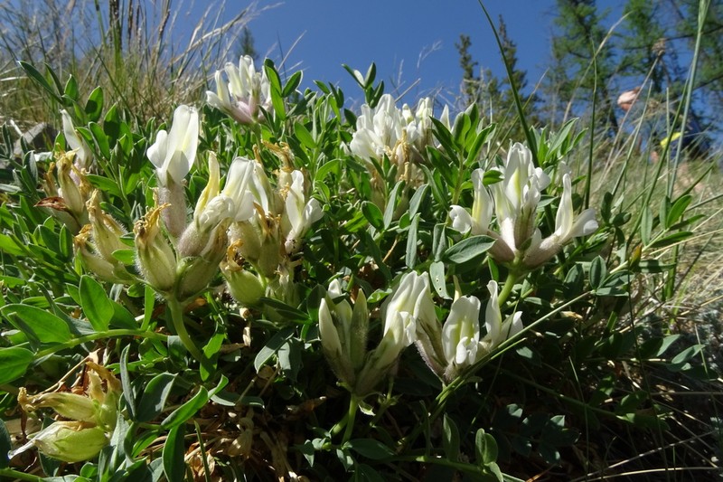 Oxytropis caespitosa photo 6