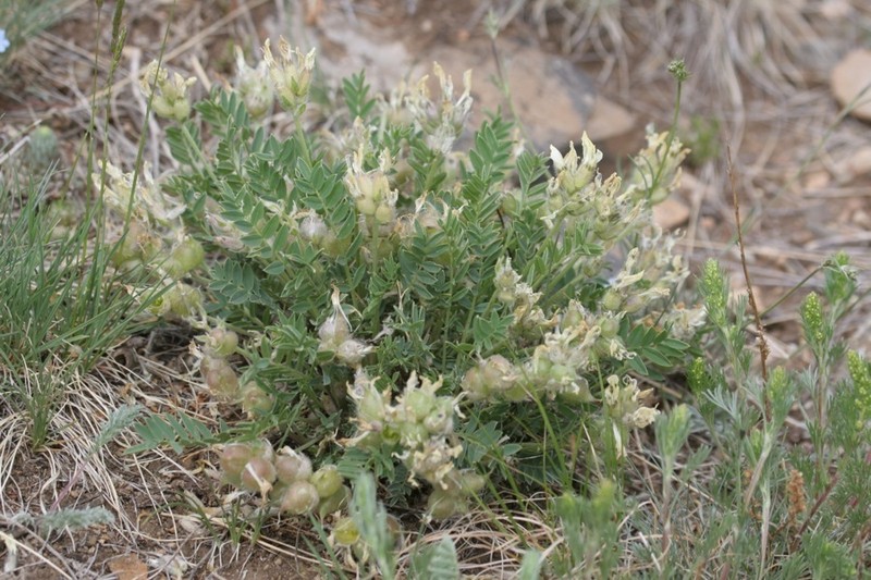 Oxytropis caespitosa photo 7