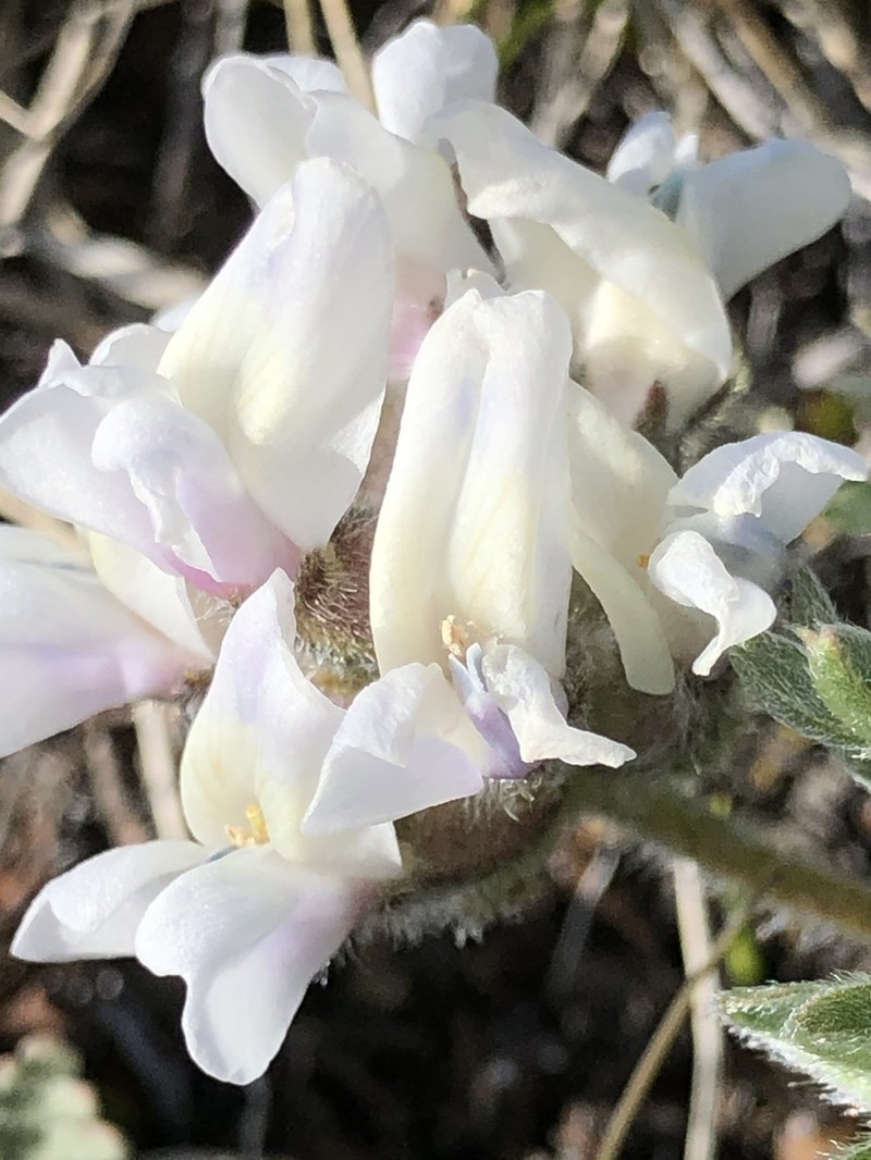 Oxytropis caespitosa photo 8