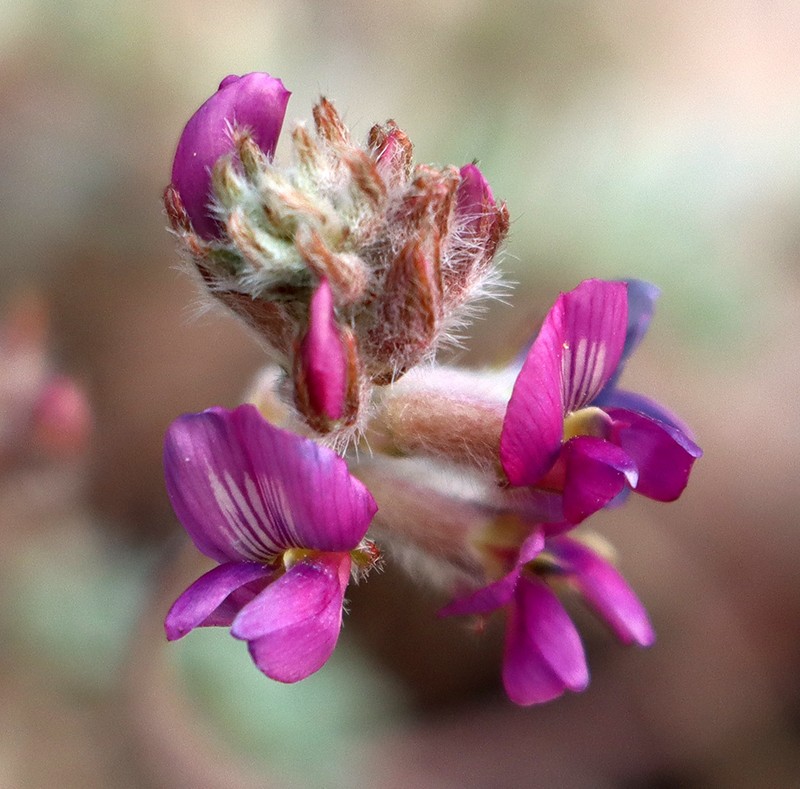 Oxytropis caespitosula
