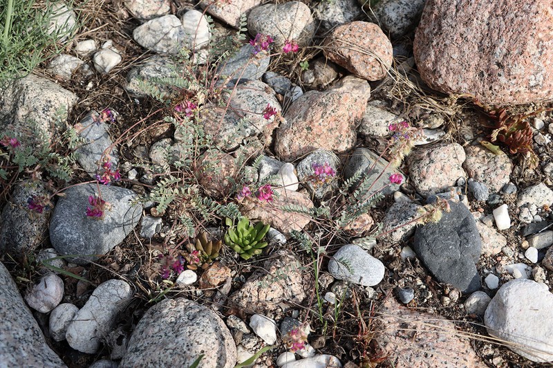 Oxytropis caespitosula photo 2