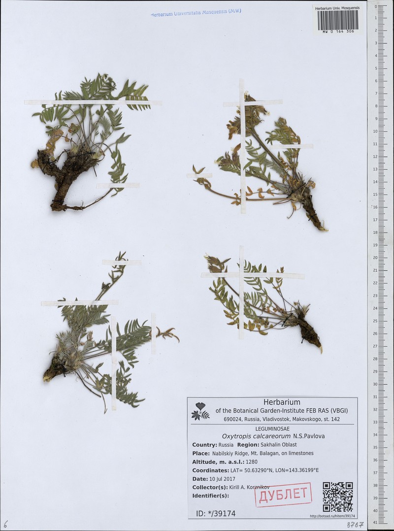 Oxytropis calcareorum