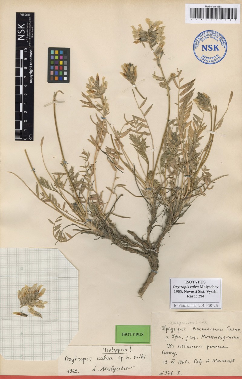 Oxytropis calva