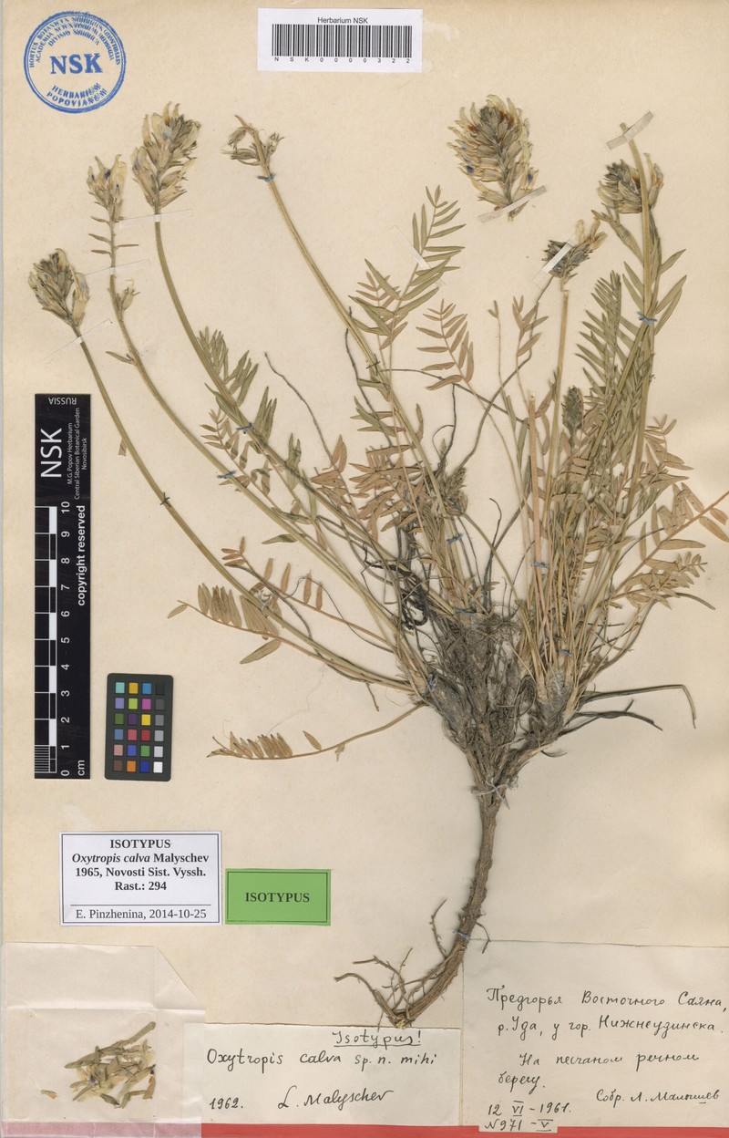 Oxytropis calva photo 2