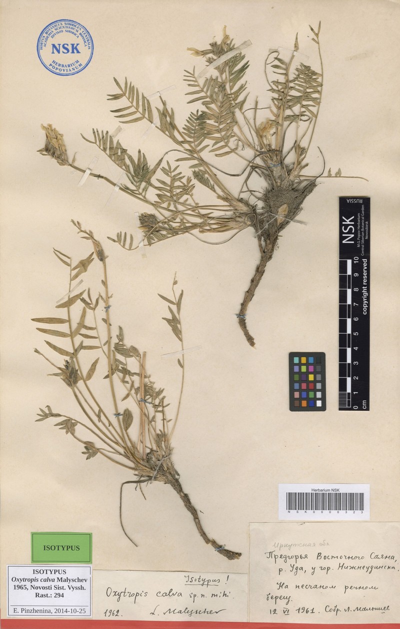 Oxytropis calva photo 3