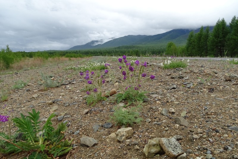 Oxytropis campanulata