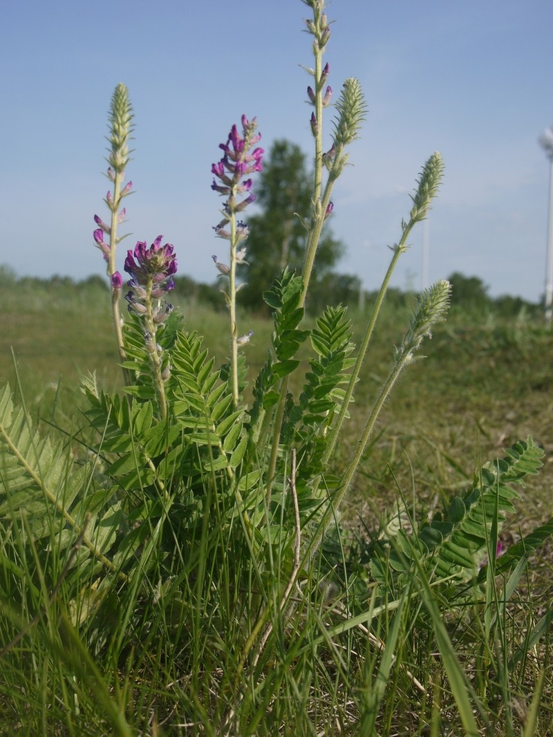Oxytropis campanulata photo 2