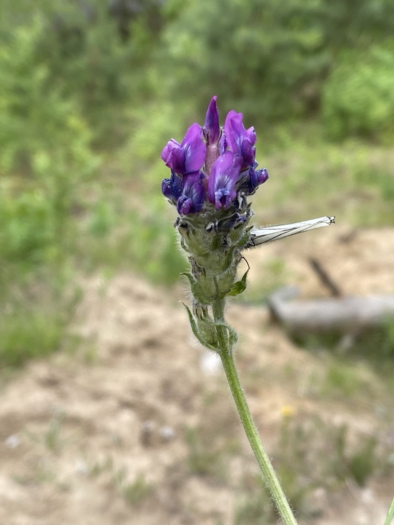 Oxytropis campanulata photo 3