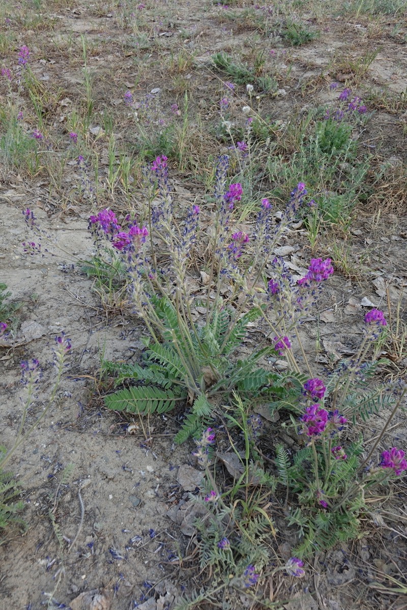 Oxytropis campanulata photo 4