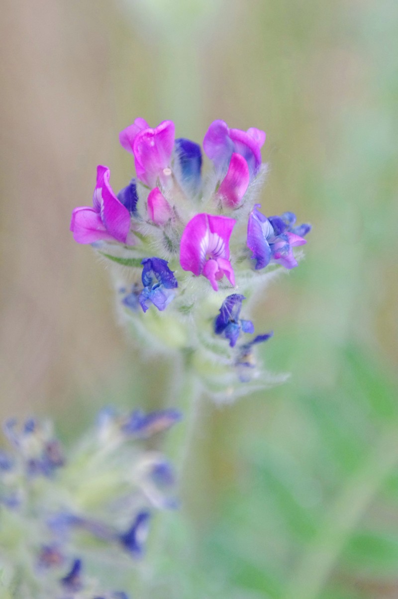 Oxytropis campanulata photo 5