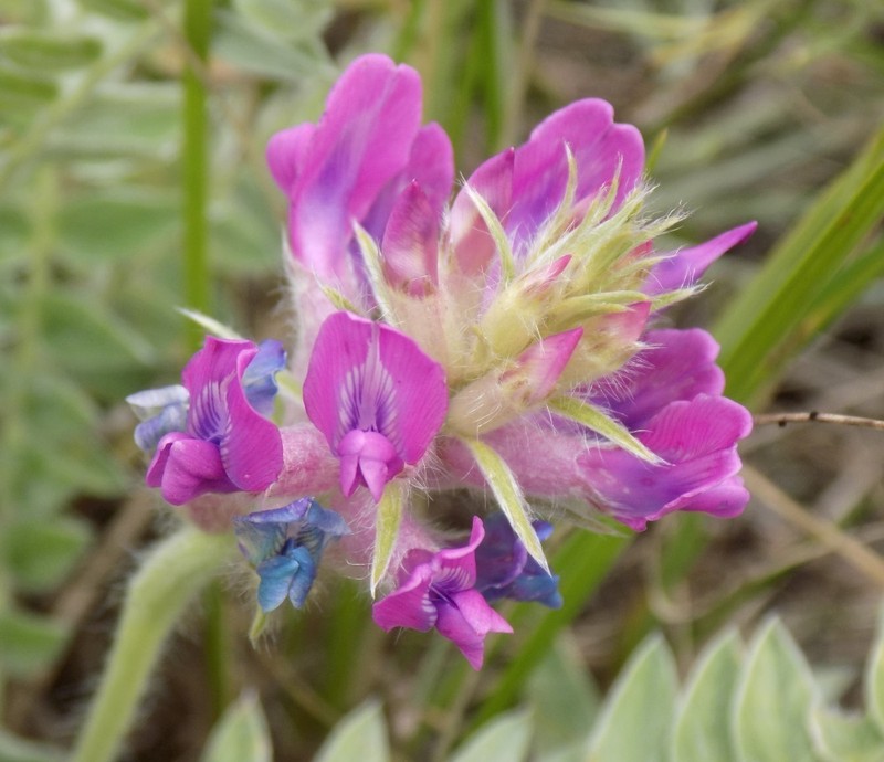 Oxytropis campanulata photo 6
