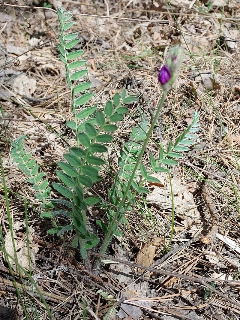 Oxytropis campanulata photo 7