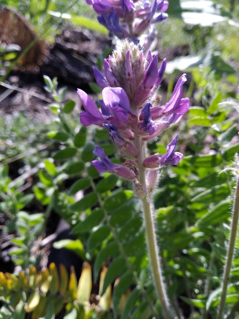 Oxytropis campanulata photo 8