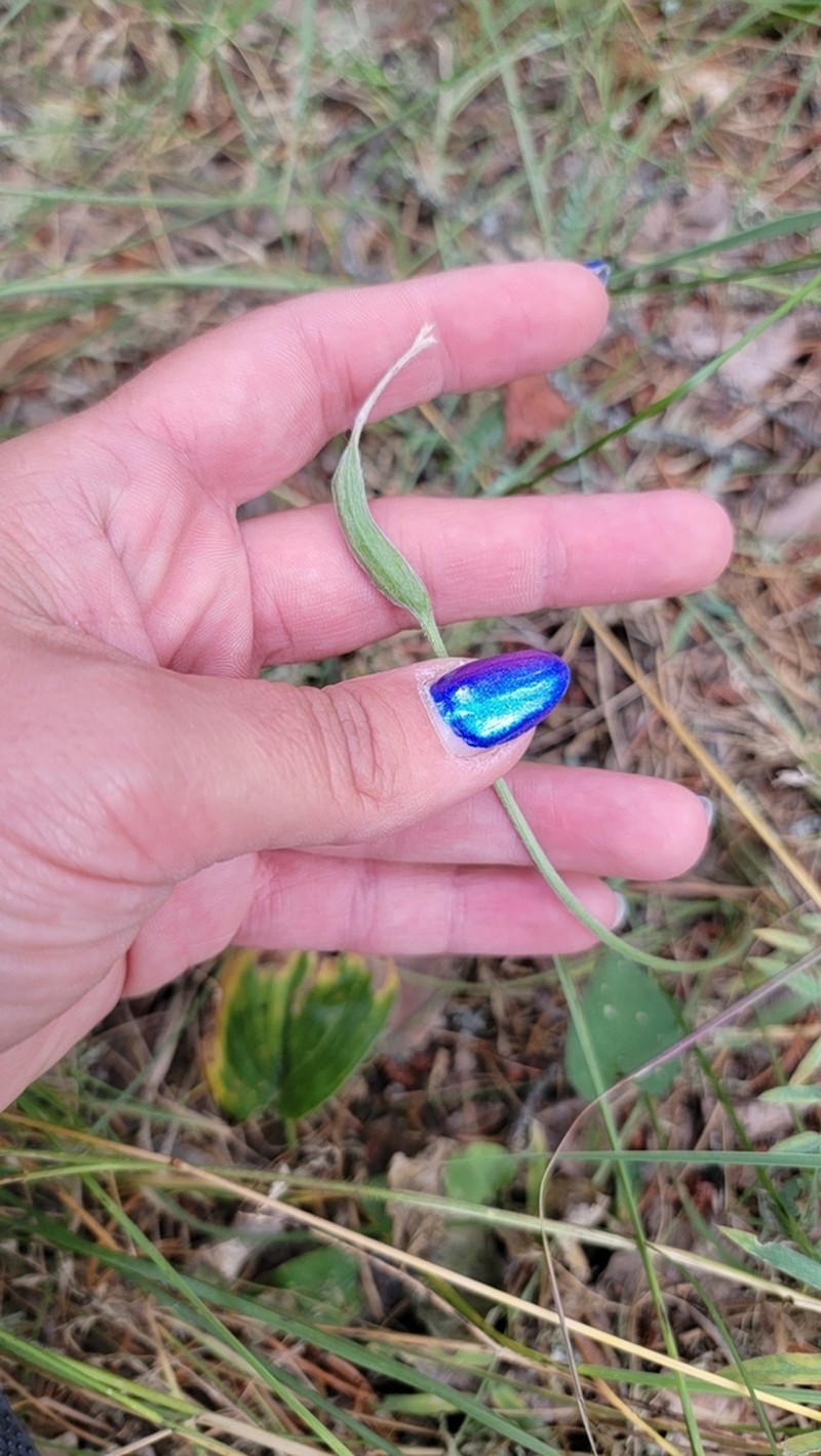 Field Locoweed photo 3