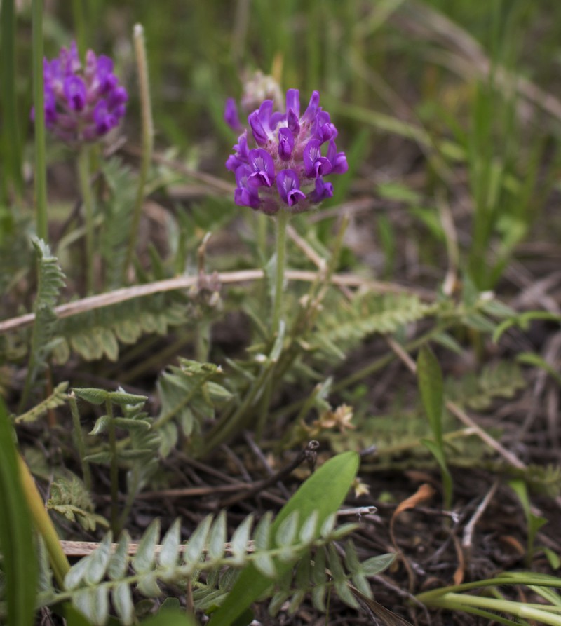 Field Locoweed photo 4
