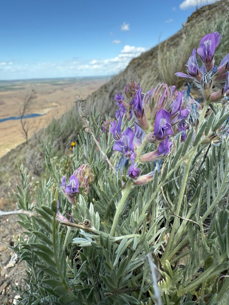 Field Locoweed photo 5