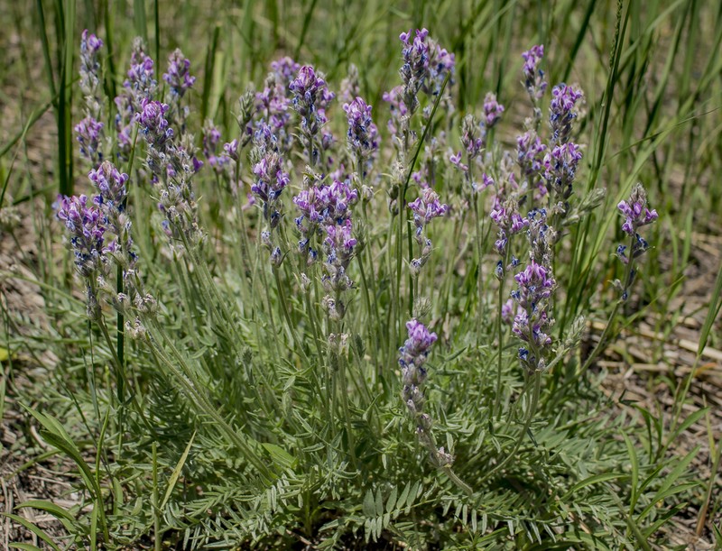 Field Locoweed photo 6