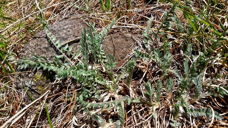 Field Locoweed photo 7