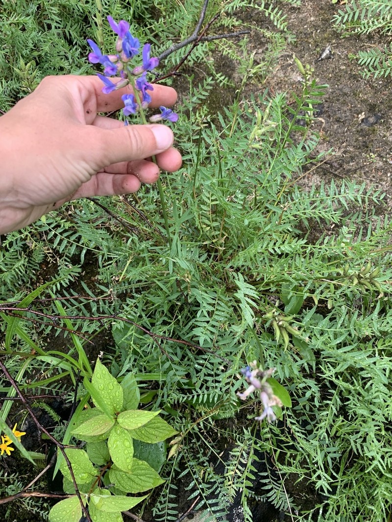 Field Locoweed photo 8