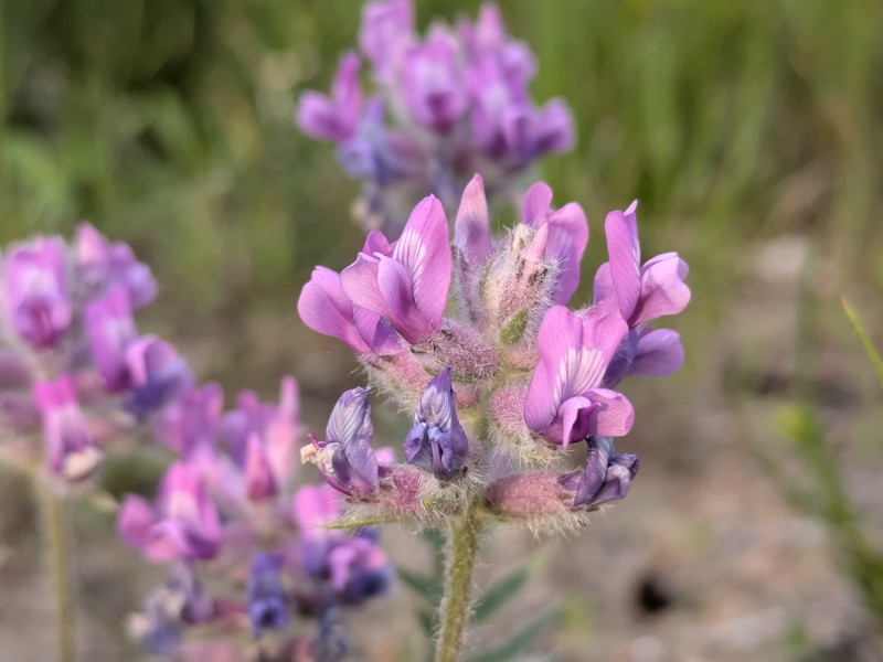 Oxytropis campestris var. chartacea