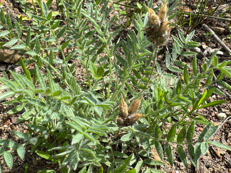 Oxytropis campestris var. chartacea photo 3