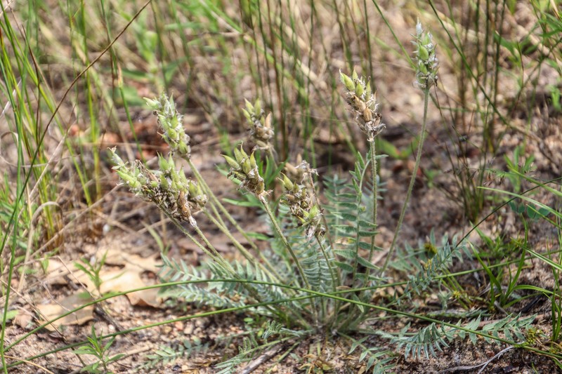 Oxytropis campestris var. chartacea photo 4