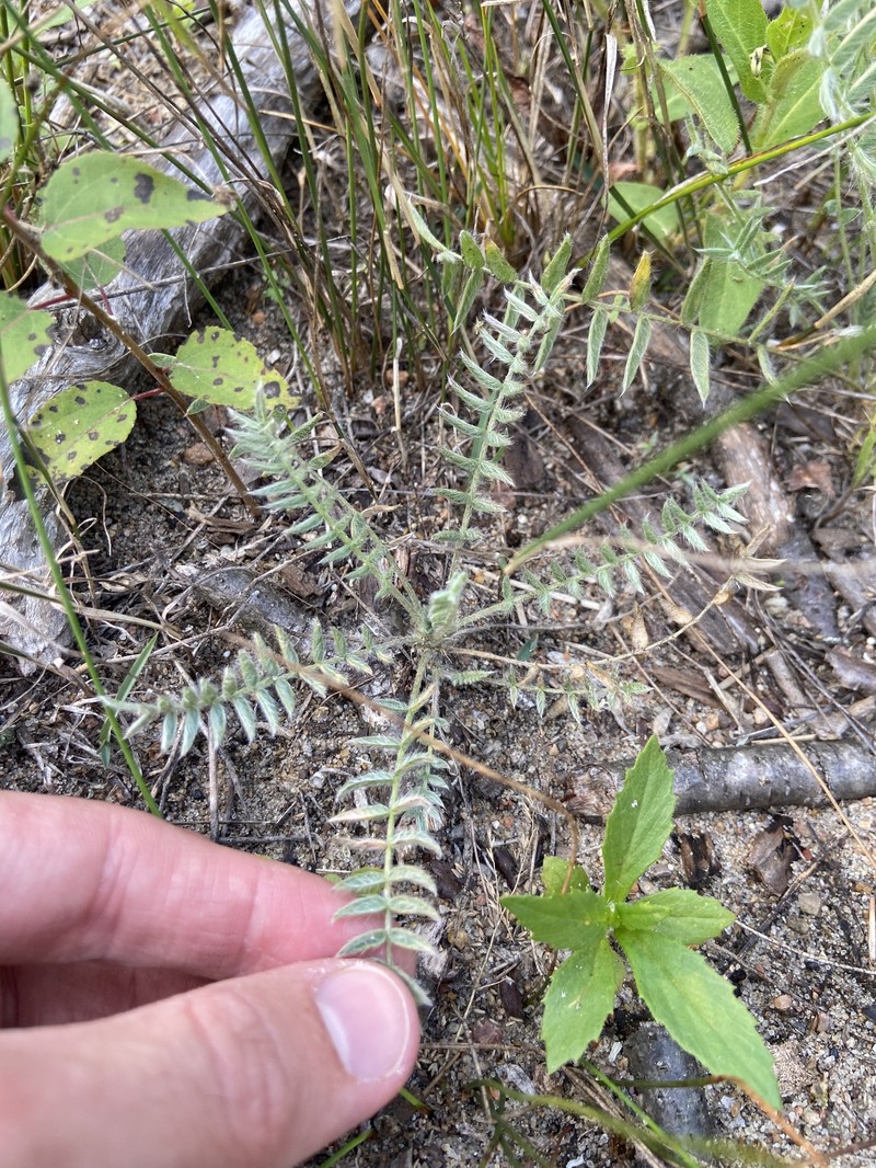 Oxytropis campestris var. chartacea photo 5