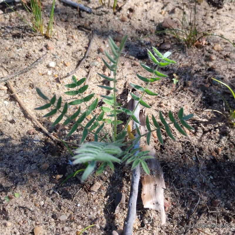 Oxytropis campestris var. chartacea photo 6